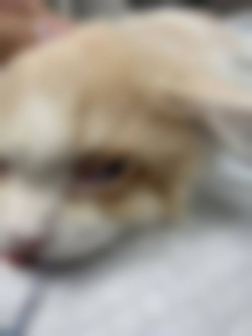临床实例分享
